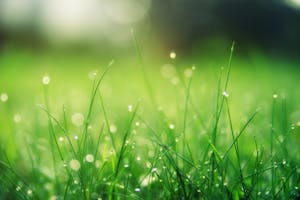 Close-up of fresh green grass with dew drops, glowing in the morning light.